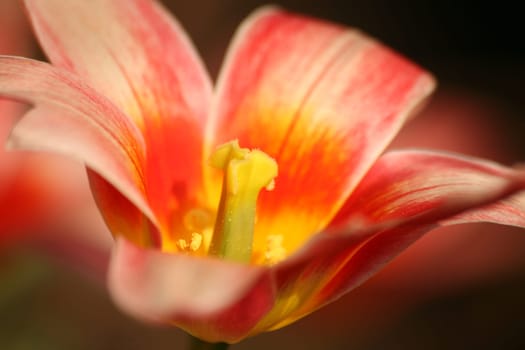 Tulip