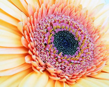Gerbera