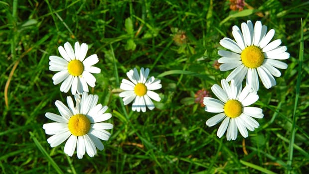 Marguerite Leucanthemum vulgare