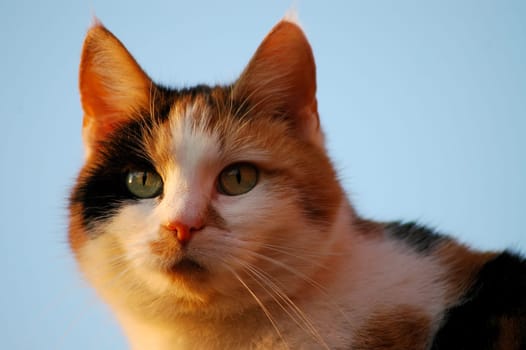 This is our friends' cat! Her name is Flecki and she is actually quite shy. I was lucky only once that she didn't run away right away
