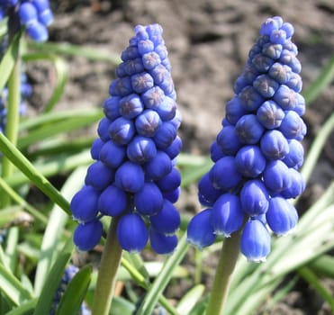 Pearl hyacinth / grape hyacinth  Appearance  The pearl hyacinth belongs to the lily family and is an early flowering (also called "early bloomer"") bulbous plant that reaches a height of up to 20 cm. The bell-shaped flower"