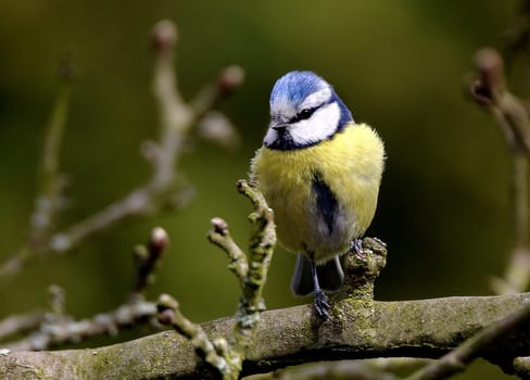 Pretty bird