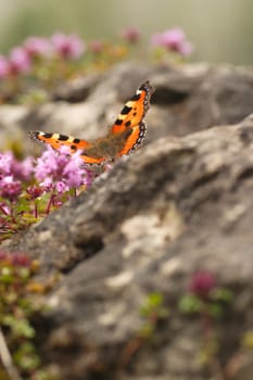 Small tortoiseshell
