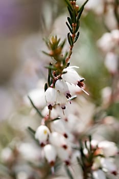 White winter heather