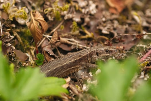 Wood lizard
