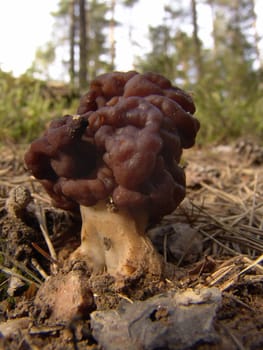 Brain mushroom