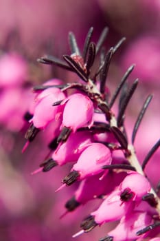 Pink winter heather