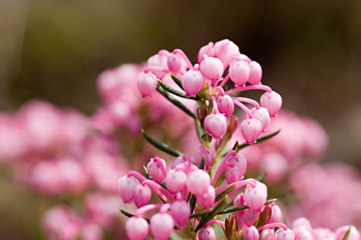 Rosemary heather
