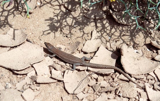 Lizard