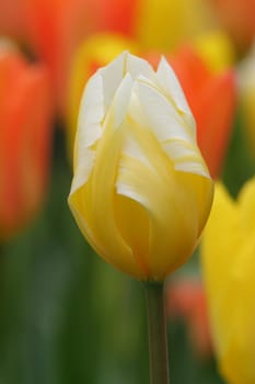 The color yellow