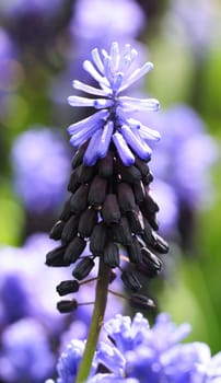 seen at Keukenhof