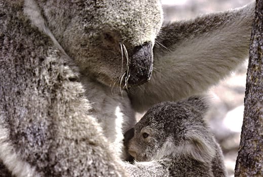 ------------------------ scan of the slide----------------------- By the way,without explicit mention,all my animal photos were taken in the wilderness during animal observations or on hikes