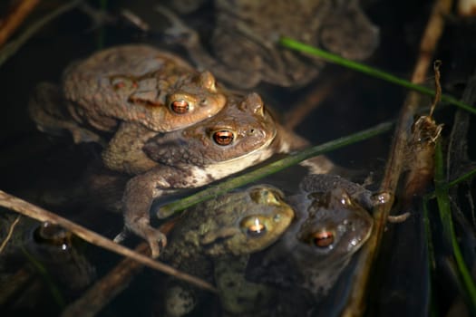 Pretty crowded in the pond...