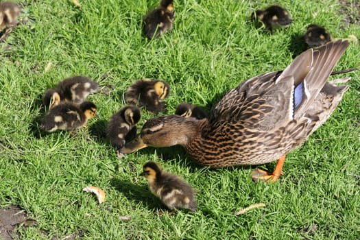 After the first chicks of this year did not survive... here is the beginning of my 2nd documentary series... I hope these chicks survive longer.... I know this sounds macabre,but there are too many hungry muskrats...