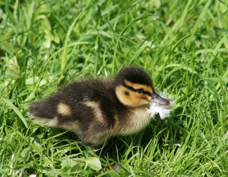 ... this little chick occupied himself with the feather for some time.... also defended them against his siblings...