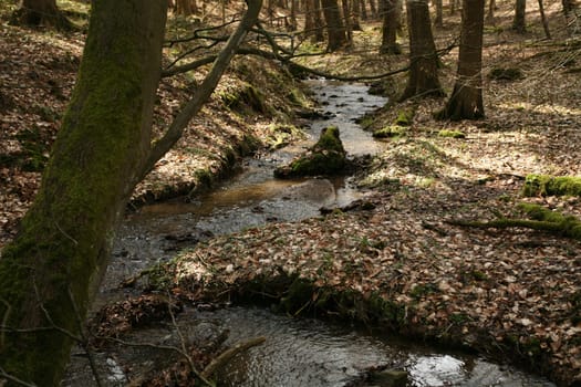 Meandering stream in a forest in Lipperland