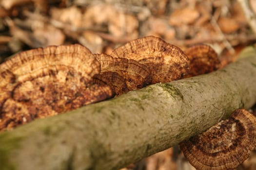 Mushrooms on a dead branch