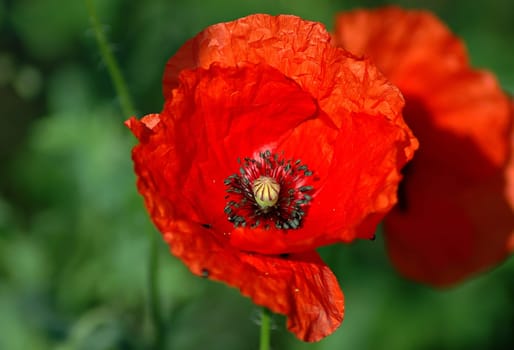 Slowly we can dream of summer. It's supposed to warm up again very quickly. I can imagine that spring is unfortunately over very quickly! But then the time of the poppies will soon come