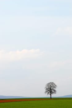 Tree in Eschborn,sky