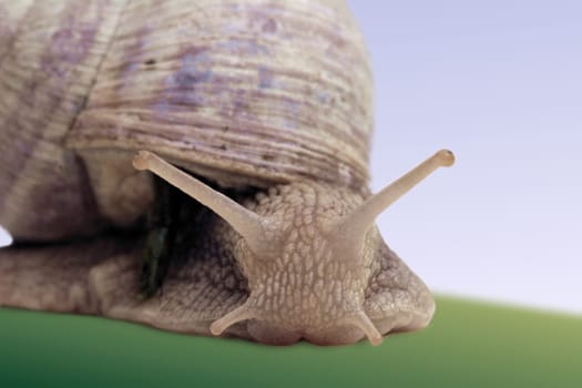 Vineyard snail-processed