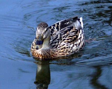 For today is .... Duck -)