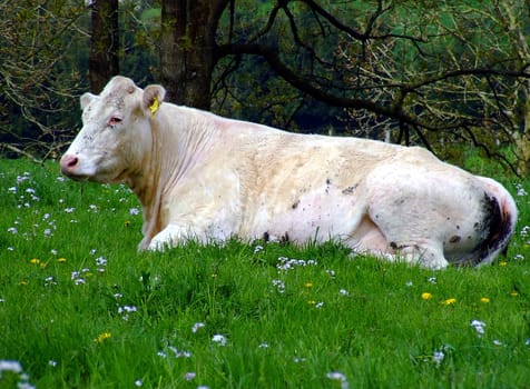 Skeptical cow
