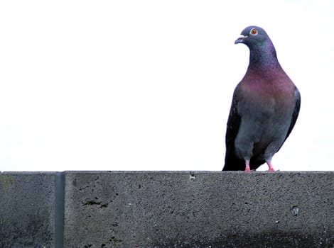 Pigeon on stair step