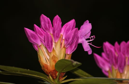 Rhododendron flowers