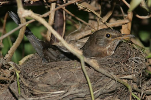 The nest is located immediately (50 cm) next to my house entrance in the house feu. The blackbird obviously feels safer there than in the open countryside,where predatory magpies and cats lurk