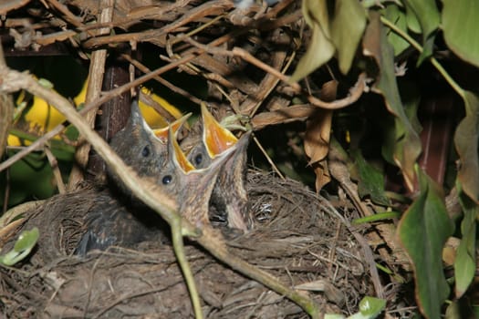 All 4 have hatched and are very hungry