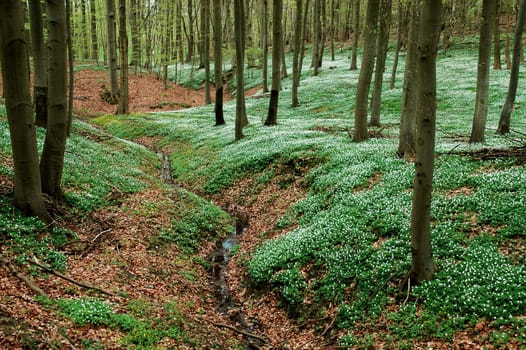 Carpet of flowers1