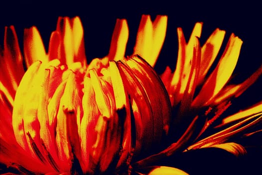 Lion Number Blossom -alienated