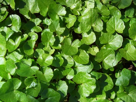 Green 2