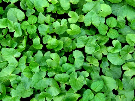 Green 1