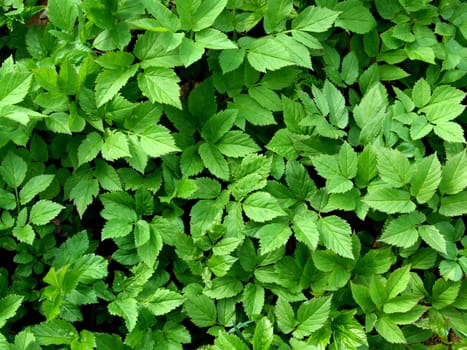 Green Goutweed