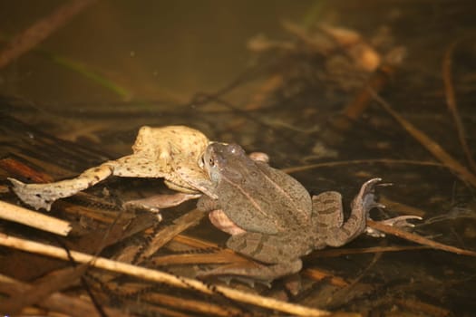 Toads in the "mating fight"""