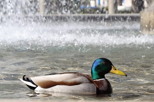 Duck One in April