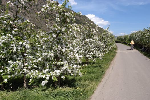Apple Blossom 02