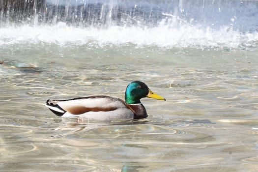 Duck Two in April