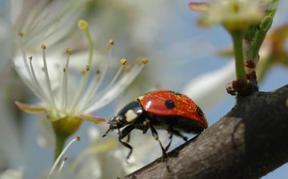 We also call it Flimmflämmchen to the ladybug