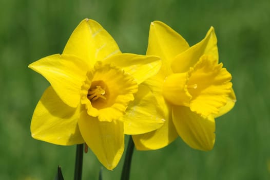 daffodils