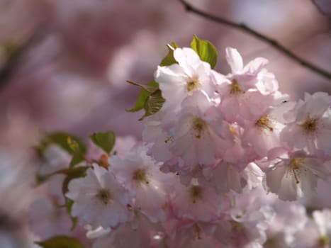 Blossoms