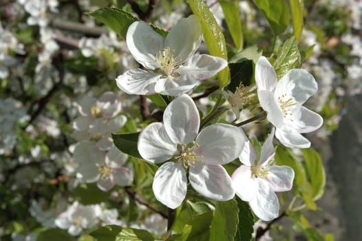 Apple Blossom 06
