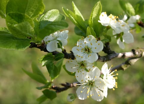 Cherry blossoms01