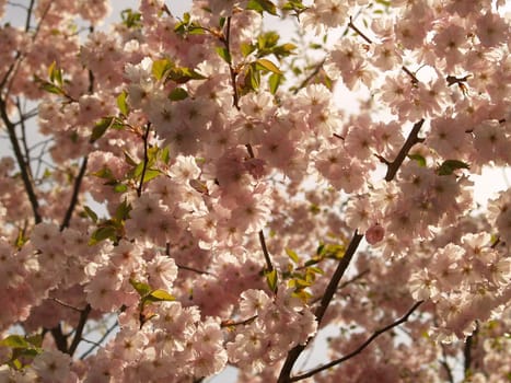 Blossoms