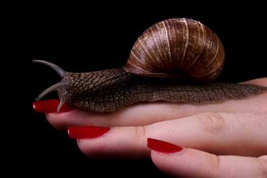 During the shooting,no snail was harmed (not even the model) and all snails were released back into the garden.