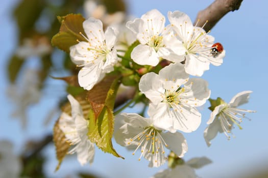 Ladybug in the blossom tree