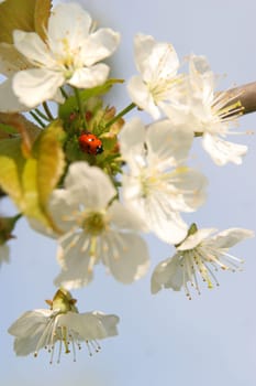 May