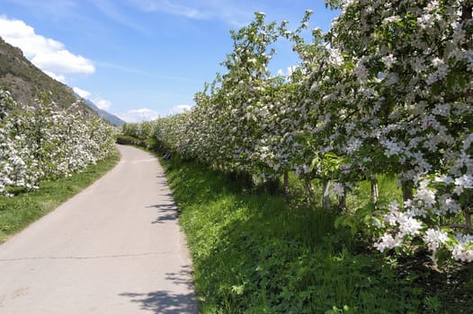 Apple Blossom 01