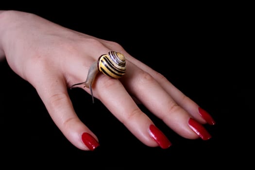No snail was damaged during the recordings and all were released back into the garden.